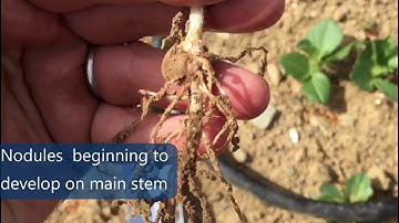 Spring Beans Agronomy | 2. Emergence of Beans/ legumes video by Seedtech.