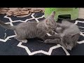 Cat Fight Video HD