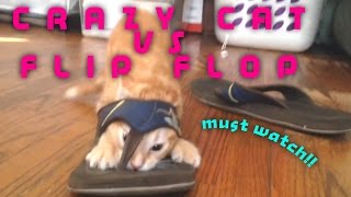 Cat Stuck in a Flip FLop