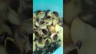 Moving 21 Newly Hatched Ducklings to Their Brooding Pen #Ducklings #Hatch #FarmLife #Ducks #Brooder