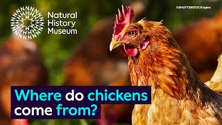 Where do chickens come from? | Surprising Science