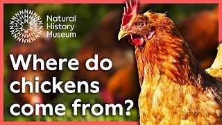 De Dónde Vienen Las Gallinas? Ciencia Sorprendente