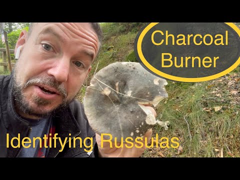 Video: Russula family. lactic mushrooms