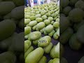サウジアラビアのスイカ가 変わった形を している理由