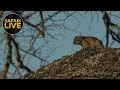 safariLIVE - Sunset Safari - October 6, 2018