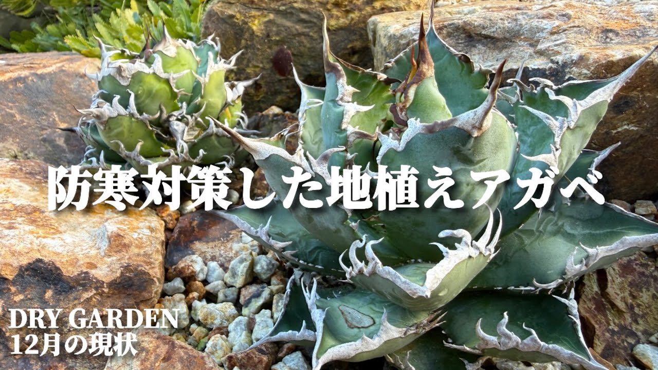 Ground-planted Agave] Current status of Agave in the dry garden