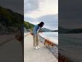 海岸の小道 #柴犬 #shiba #shibainu #散歩