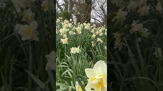🌼 Happy #easter 🌼 #daffodil #flowers #flower #wales #garden #wind #relaxing #calm #meditation #chill