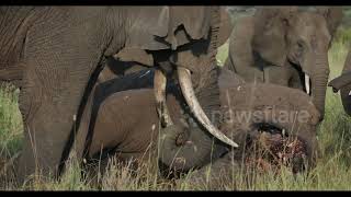 Photographer captures 'extraordinary scene' as elephants mourn deceased friend in Tanzania