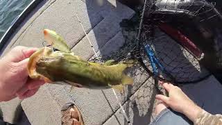 Net the Lure net a fish net a laugh lol