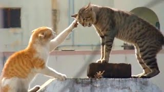 【大喧嘩】家の猫VS野良VS常連野良 !!! 猫の口喧嘩を見るのが楽し過ぎる