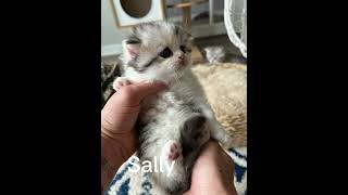 Halloween litters! Scottish fold kittens by Wunderfolds Scottish Fold Cats 203 views 1 year ago 4 minutes, 29 seconds