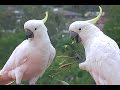 IT&#39;S MINE! Cockatoo won&#39;t share