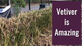 Vetiver - Stop Erosion and Build Topsoil