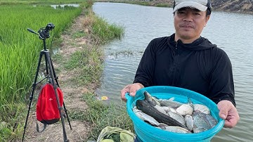 Điểm câu cá diếc cá chép tự nhiên cực Hót không phải ai cũng chia sẻ