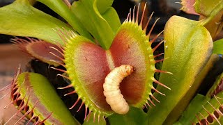 Venus Flytraps eating worms up close