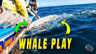 Whale Family Playtime Near Surface Delights Tourists