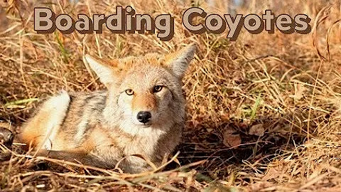 Fur Shed - Boarding coyotes