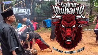 SATRIO MUHARTO‼️PENUTUPAN MENJELANG BULAN RAMADHAN | LIVE BURING GANG 05 KEDUNG KANDANG KOTA MALANG