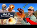 Rare Eyeball Agate Found at this FREE Dig Location!