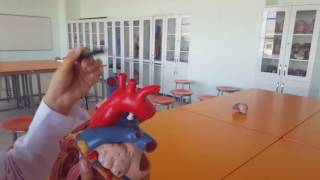 Kalp Anatomisi 4