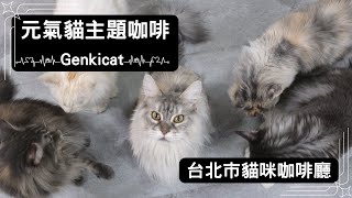 巨大又溫柔！極多緬因貓的貓咪咖啡廳｜元氣貓主題咖啡館貓咪 ... 