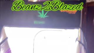 Using under canopy lighting in this grow thanks to @KindLEDGrowLights