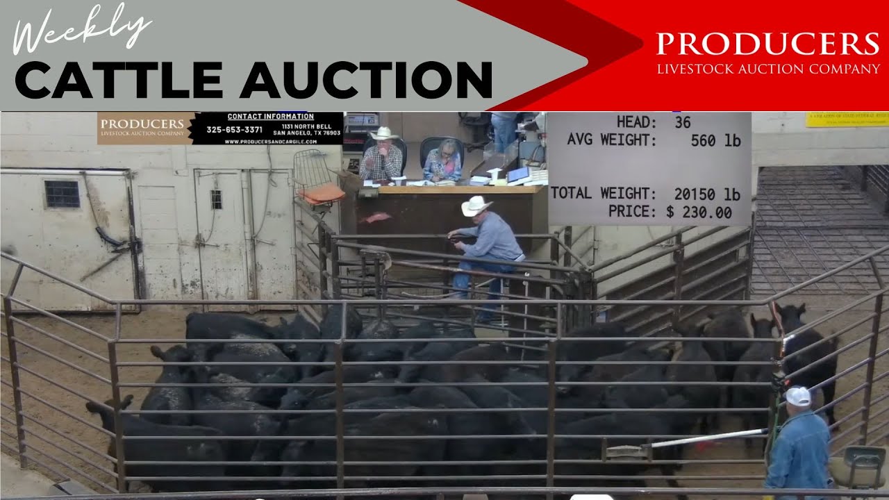 5/4/2023 Producers Livestock Auction Company Cattle Auction YouTube