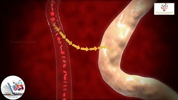 Quá trình tạo thành nước tiểu