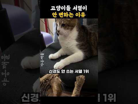 고양이들 서열이 안 변하는 이유 thumbnail