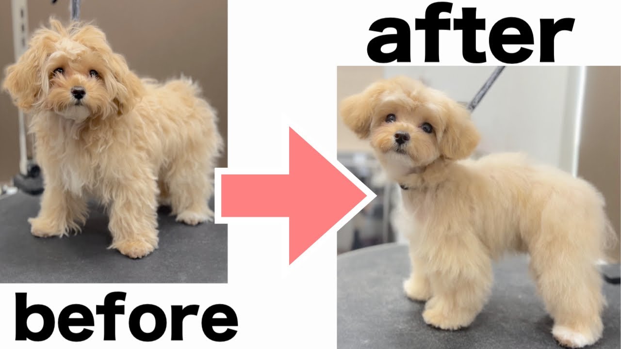 初めてのトリミングで変身するパピーのマルプー✂︎（はなちゃん 