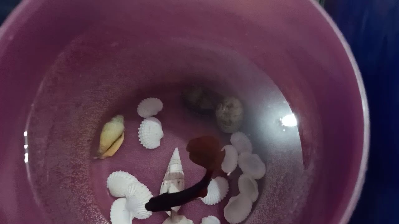 ternak ikan cupang by anak anak q(al'aida) 