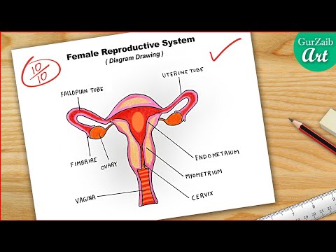 Healthcare and Medical Education Drawing Chart of Human Female Uterus Part  of Reproductive System for Science Biology Stock Vector - Illustration of  organ, anatomical: 220483842