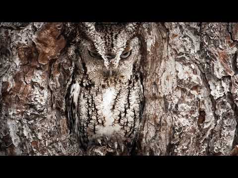 ბუ - გახსენით დარაბა