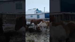 Жизнь в селе#Казахстан#Первые худые лошади пришли домой.