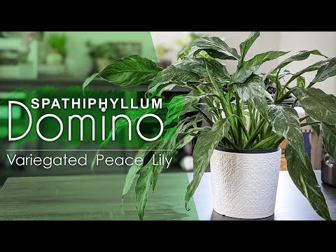 Video: Spathiphyllum Domino: taimehooldus