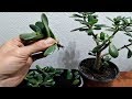 How to grow a Jade plant from cutted leaves/branch very easy