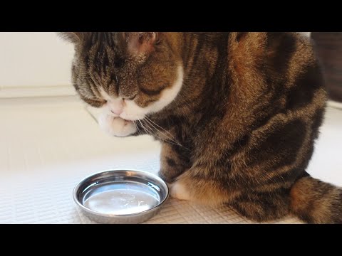 水飲み後の登場のクセが強いねこ。-Maru comes back in a funny way after drinking water-