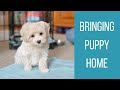 BRINGING HOME OUR MALTIPOO PUPPY | Puppy's First 3 Days at Home