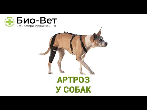 Видео: Артрит у собак: лечение, природные домашние средства и симптомы