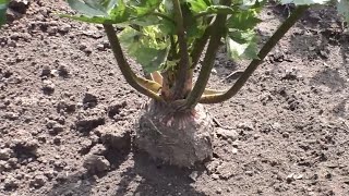 видео: Как я выращиваю корневой сельдерей картинка: Как я выращиваю корневой сельдерей