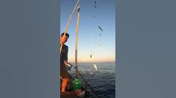 Cuốn câu cá nục - scad fishing #bụivlog #short #fish