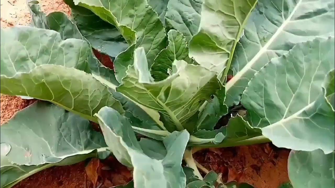 how to prune cabbage pruning cabage gardening YouTube