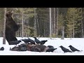 Swamp King and Bear Behavior