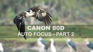 Canon 80D - Auto Focus - Part 2