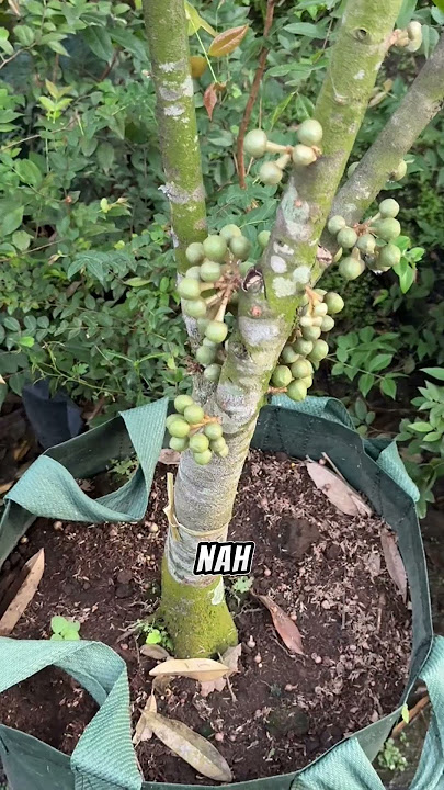 Durian fruiting in a pot #tabulampot #gardeningtips #modernfarmers #smarttricks #agriculture