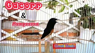 Murai Kota Agung Super Gacor Siap Beraksi || Murai Kota Agung