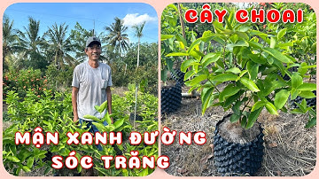 Cây Mận Xanh đường Sóc Trăng cây choai | 0386569374 - Ngọc Ngân Bến Tre | Chuyên cây độc lạ