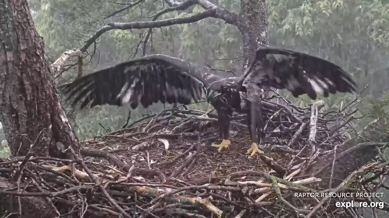 Trempealeau Eagles. Rain and thunder. TE3 is happy flapping - explore.org 06-23-2025