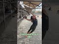 Intercostal TRX stretch - improve posture #posture #trxstretch #mobility #flexibility #abs #outdoors